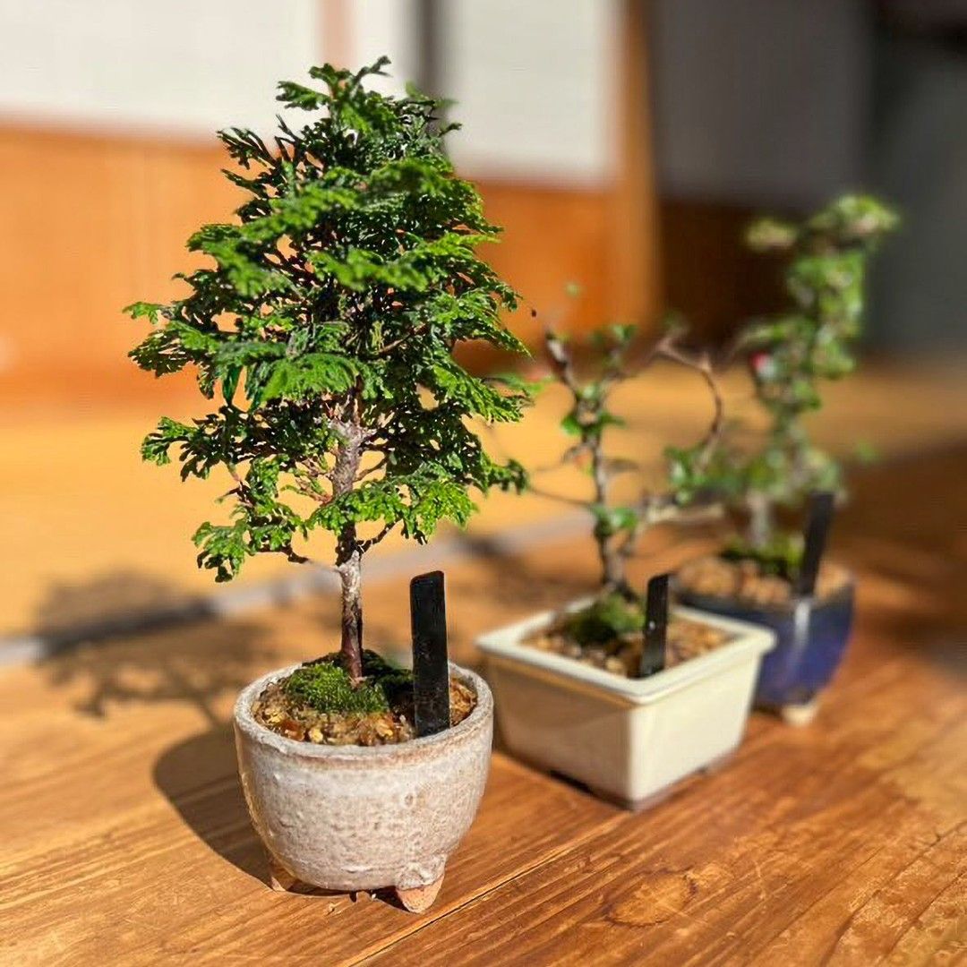 盆栽ワークショップ