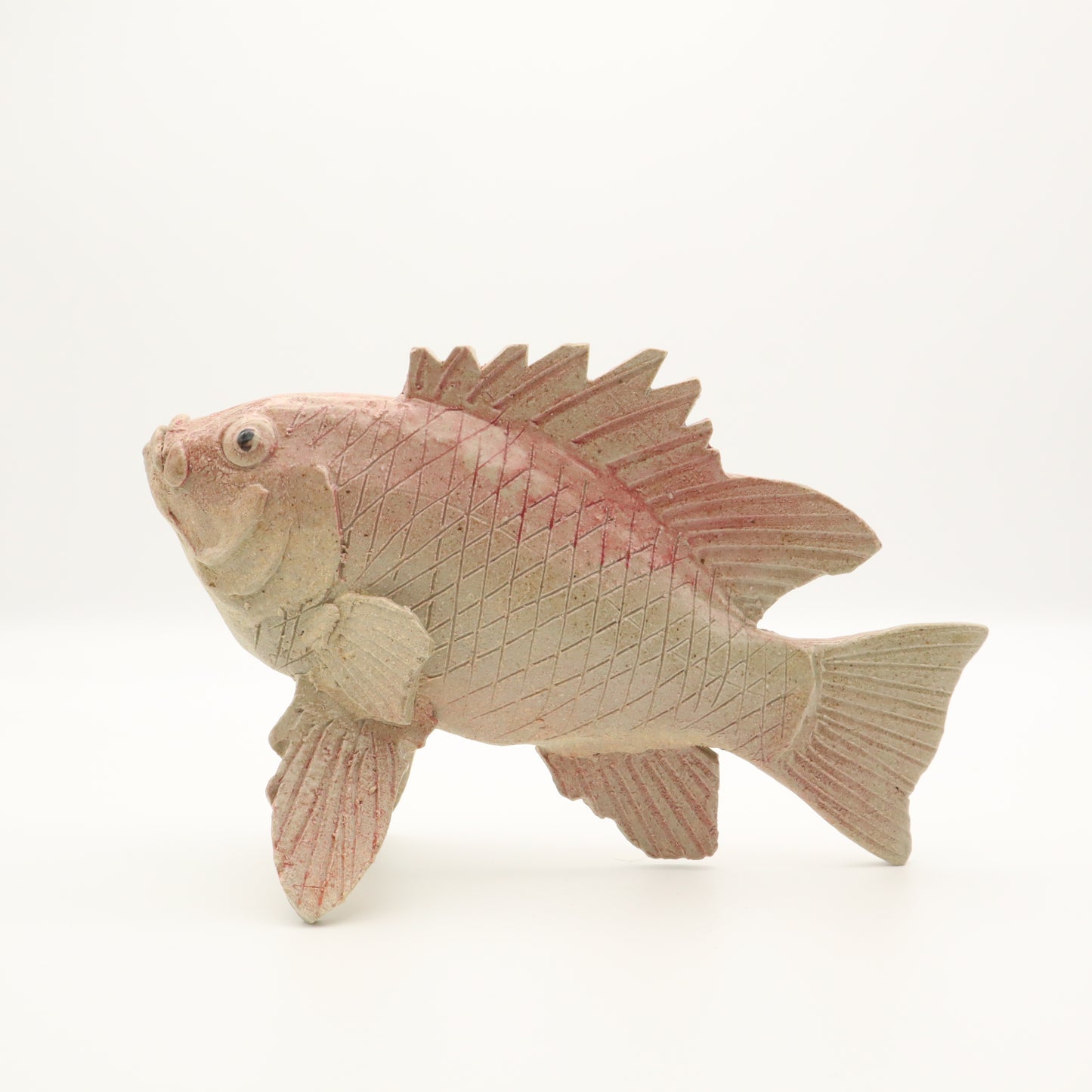 【大島晴男】チカメキントキ