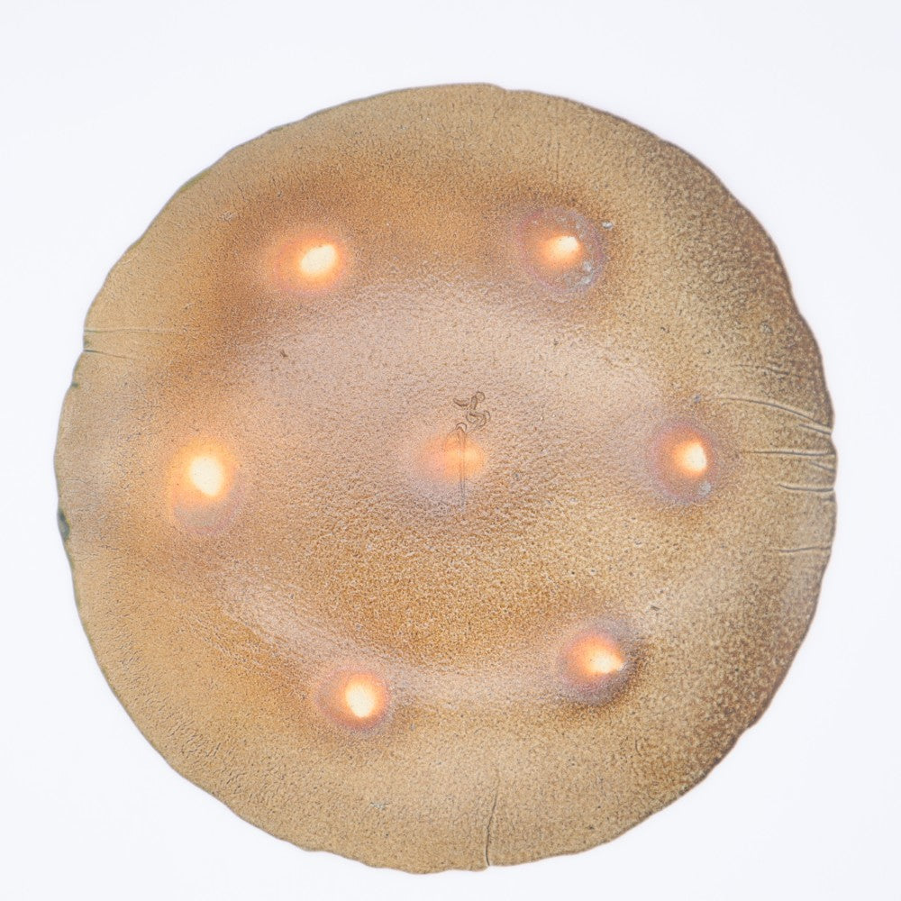 [Shinsuke Iwami] Salt-glazed 8.5-inch plate